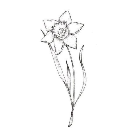 Daffodils Flower Drawing, Daffodil Pencil Drawing, Black And White Daffodil Tattoo, Dafodill Flower Tattoo, Daddodil Flower Tattoo, Daffodil Tattoo Stencil, Dafidol Flowers Tattoo, Daffodil Drawing Tattoo Ideas, Jonquil Tattoo