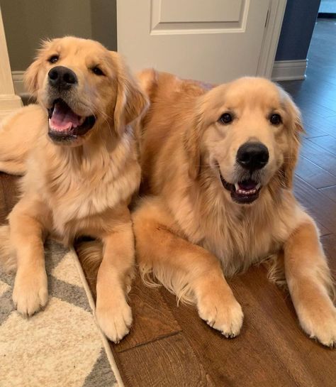 🐾 Denver and Berkeley 🐾 on Instagram: “Always together. ♥️ Love how close these two are. 🥰 #besties #bestfriends #alwaystogether #sosweet #bigsmile #smile #cuties golden retriever goldenretriever puppies dogs 2 Golden Retriever Puppies, Two Golden Retriever Puppies, Two Golden Retrievers, 2 Golden Retrievers, Two Golden Retrievers Aesthetic, Golden Retriever And Cat Aesthetic, Golden Retriever With Family, Golden Retriever Girl, Always Together