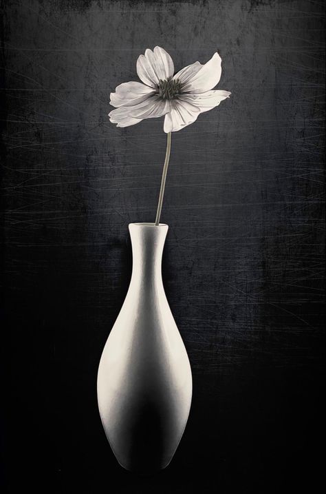 Silent Nature, Zen Pictures, Black And White Vase, Photography Ideas At Home, City Life Photography, Life Drawing Reference, Photo Arts, Black Paper Drawing, Geometric Shapes Art