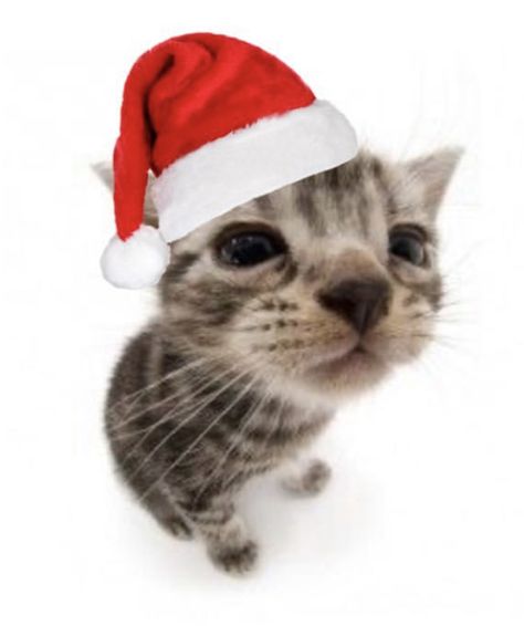 Cursed Christmas Pfp, Christmas Cat Pfp Aesthetic, Cat With Santa Hat Pfp, Xmas Cat Pfp, Christmas Cat Profile Picture, Christmas Tiktok Pfp, Xmas Profile Pictures, Cute Christmas Cat Pfp, Christmas Kitty Pfp