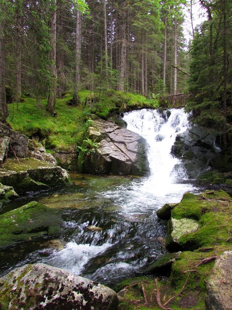 Thanks to its Carpathian mountains, Romania has some of the most beautiful mountain rivers in Europe. Discover them with us. Nature, Carpathian Mountains Romania, Forest Mountain Landscape, Carpathian Forest, Psychological Help, Aquascape Design, Stop Being Lazy, My Mirror, Landscape Tattoo