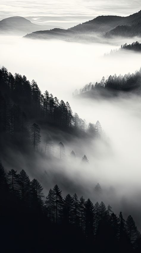 Black Forest Wallpaper Aesthetic, Black Aesthetic Forest Wallpaper, Black Aesthetic Forest View Man, Black Aesthetic Forest View Wallpaper, Black And White Fantasy Aesthetic, Black Aesthetic Forest View, Black And White Forest Wallpaper, Black Aesthetic Forest, Black And White Forest Aesthetic