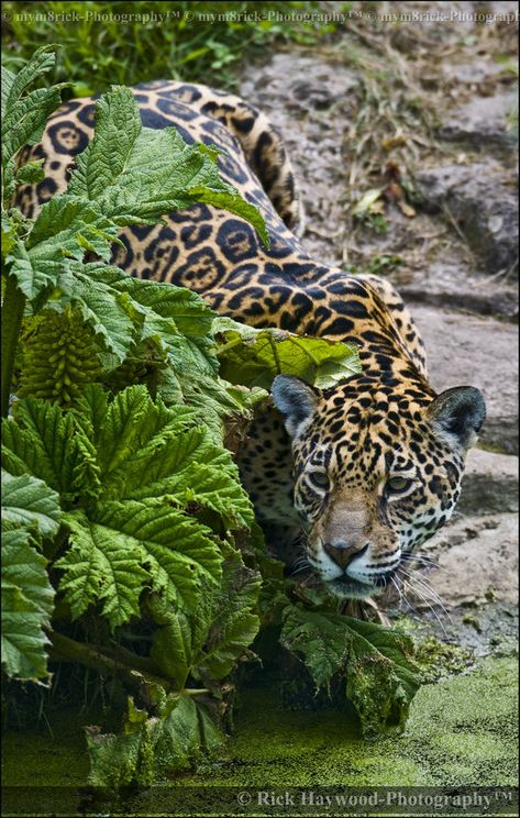 Female Jaguar, Spotted Leopard, Perfect Photography, Regnul Animal, Clouded Leopard, In The Jungle, Cheetahs, Big Cat, Leopards