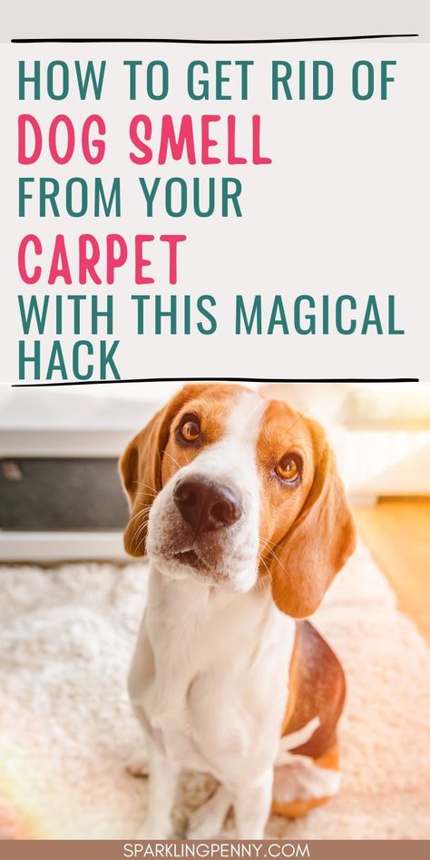 How to remove the dog smell from your carpet. Baking soda is brilliant at removing pet odors from around your home. Use this DIY method to get rid of dog smell or even urine. Pee Smell Out Of Carpet, Cleaning Dog Pee, Pet Urine Smell, Dog Pee Smell, Pee Stains, Pet Odor Remover, Carpet Smell, Pee Smell, Urine Smells