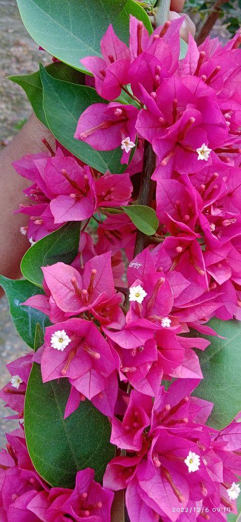 Bougainvillea glabra Bougainvillea Glabra Plants, Boganvila Plant Wall, Bogenvilla Plant, Boganvillia Aesthetic, Summertime Flowers, Bougainvillea Plant, Plants Wishlist, Flowers By Color, Bougainvillea Flower