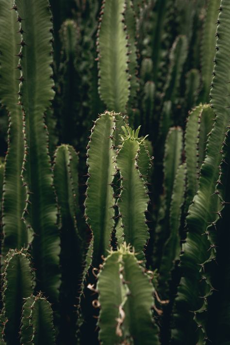 Tall Cactus Plants, Tall Cactus, Cactus Images, Cactus Pictures, Forest Photos, House Plant Care, Screen Saver, Aesthetic Colors, Green Aesthetic