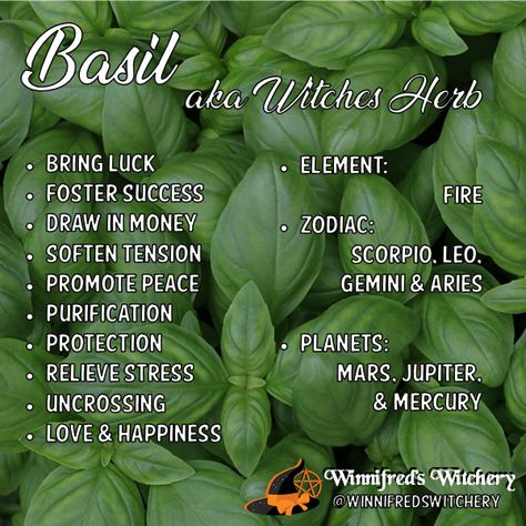 Basil Properties Magic, Basil Meaning Witchcraft, Basil Witchcraft Uses, Basil Magical Uses, Basil Spells, Basil Meaning, Basil Magical Properties, Basil Magic, Basil Uses