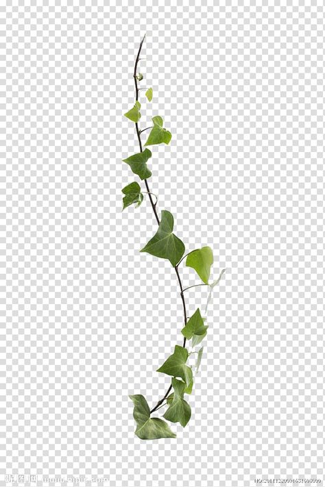 Virginia Creeper Vine, Common Ivy, Herb Tattoo, Plant Vines, Flower Poetry, Ivy Flower, Vine Plants, Grape Tree, Botany Illustration