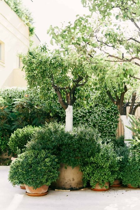 When building a container garden collection - evergreen plants and shrubs are the backbone of a design. Here are the 10 best evergreen plants for pots. Use these container plants to pair with other perennials in pots for an inspiring 4-season arrangement of garden pots and landscape planters. Pictured: An assortment of evergreen dwarf green velvet boxwood arranged in pots within a serene courtyard. Boxwood Potted Plant, Courtyard Pots And Plants, Plants That Live All Year Round, Backyard Plants In Pots, Evergreen Front Porch Planter, Backyard Landscaping New Build, Mediterranean Container Garden, Potted Gardens Ideas, Potted Evergreen Trees