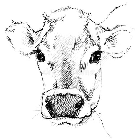 Cow Sketch. Dairy Cow Pencil Sketch. Stock Illustration - Illustration of milking, agriculture: 68310774 Cow Sketch, Cow Drawing, Cow Face, Drawing Heads, Cow Painting, Cow Art, A Cow, Face Drawing, Animal Paintings