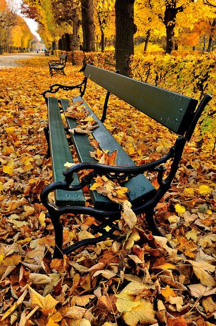 Bench Covered in Autum Leaf | by Daniel Sin Schonbrunn Palace, Twilight Forest, Bench Covers, Vienna Austria, Krakow, Park Bench, Heritage Site, World Heritage Sites, World Heritage