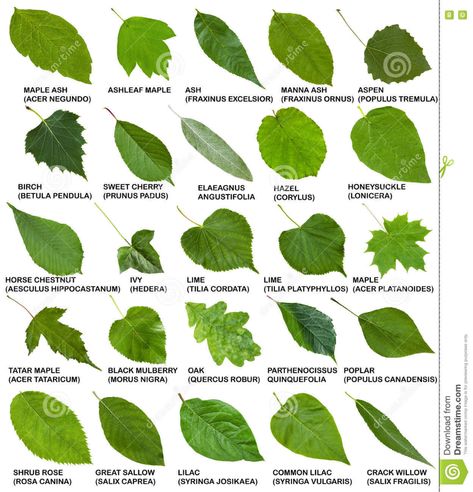 Green Leaves Of Trees And Shrubs With Names Stock Image - Image of morus, collage: 77218635 Tree Leaf Identification, Different Types Of Leaves, Leaves Of Trees, Types Of Leaves, Leaves Name, Leaf Identification, Tree Id, Tree Identification, Heroic Fantasy