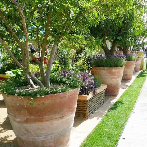 Pots In Garden Ideas, Trees In Large Pots, Grouped Potted Plants, Terracotta Pot Garden Ideas, Large Terracotta Pots Garden, Terracotta Container Garden, Large Patio Pots Outdoor Planters, Patio Plant Pots, Terra Cotta Pots Garden Patio