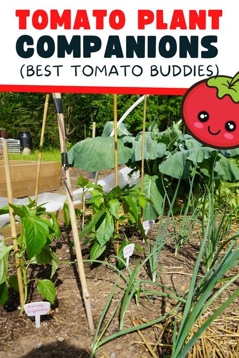 Tomato plant companions for vegetable gardens Tomato Container Gardening Ideas, Companion Planting With Tomatoes, What To Plant Next To Tomatoes, How To Grow Tomatoes Raised Beds, Caring For Tomato Plants, Garden Bed Tomatoes, Tomato Planting Tips, Planting Tomatoes From Seed, What Grows Well With Tomatoes