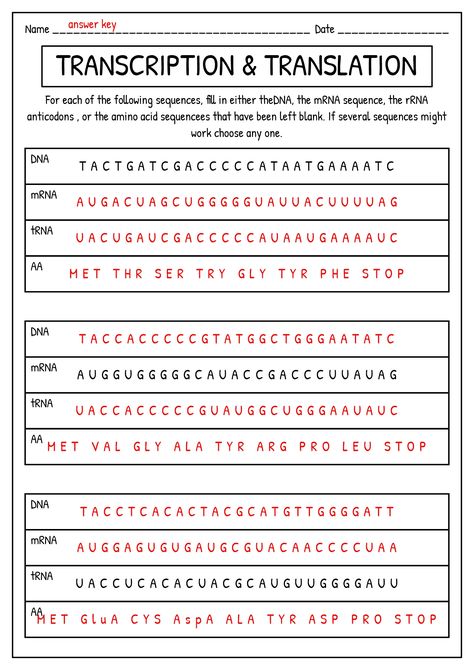 Transcription Translation Worksheet Answer Key Transcription And Translation Worksheet, Translation Biology, Dna Transcription And Translation, Dna Transcription, Dna Worksheet, Learn Biology, Biology Worksheet, Transcription And Translation, Study Biology