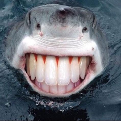 Shark’ on TikTok Sharks With Human Teeth, Beautiful Sharks, Human Teeth, Sharks Funny, Dental Humor, Funny Pets, Shark Week, Great White Shark, Shark Teeth