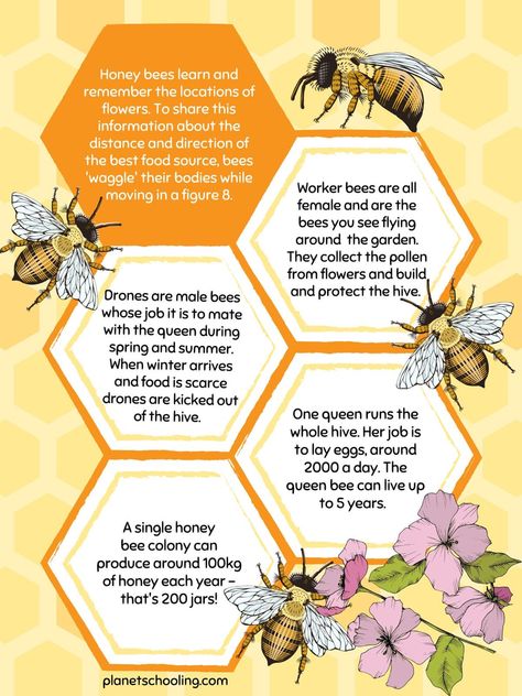 Bee Diagram, Bee Poster, Male Bee, Bee Activities, Chemical Analysis, Worker Bee, Bee Farm, Gold Award, Information Poster