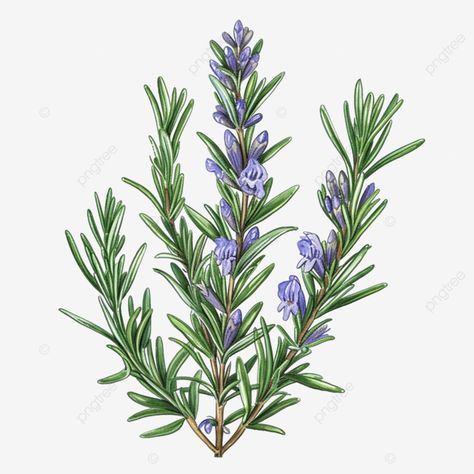 rosemary drawing herbs Herb Drawings Botanical Illustration, Hamlet Collage, Rosemary Drawing, Herbs Drawing, Herb Drawings, Herb Illustration, Herb Logo, Herbs Illustration, Herb Art