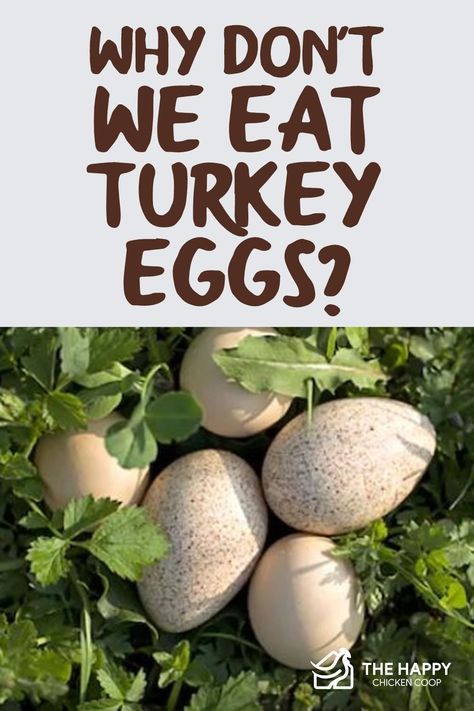 We prize turkeys for their delicious meat and that’s about it. Why don't we eat turkey eggs? Let’s dig in and figure this one out together. Turkey Eggs, Selling Eggs, Raising Turkeys, Cute Chicken Coops, Diy Turkey, Raising Farm Animals, Backyard Chicken Farming, Coops Diy, Raising Backyard Chickens