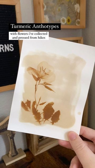 Kelly | Grown by Thorns on Instagram: "An anthotype makes a print by turning the areas exposed to the sun lighter - using rubbing alcohol, turmeric, and borax I made these anthotypes with flowers I pressed and collected on hikes earlier this spring 🌸 the hike was on private property and these flowers were collected as herbarium specimen. I reuse what was collected as specimen for projects like this. this is not an encouragement to pick a bunch of wildflowers. #anthotype #sunprint #sunprinting # Eco Friendly Art Projects, Art Display Kids, Alternative Photography, Eco Friendly Art, Crafts Workshop, Eco Printing, Diy Crafts To Do, Private Property, Japanese Crafts