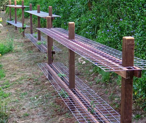 Trellis For Tomatoes, Veggie Trellis, Raspberry Bed, Raspberry Trellis, Raspberry Bushes, Berry Garden, Trellis Ideas, Bird Netting, Inside Garden