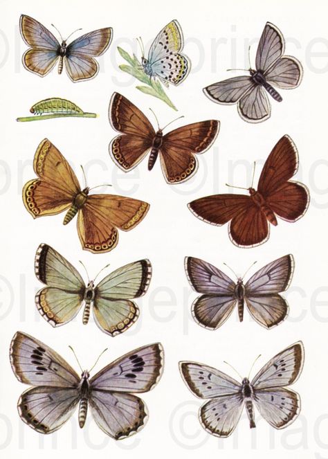 🧭Vintage butterfly clipart - Instant Download

Download these beautiful vintage butterfly clipart for your digital scrapbooking, collage, junk journal, and other creative projects. Perfect for adding a touch of vintage charm to your work!

#vintage #butterfly #clipart #digitalscrapbooking #collage Vintage Design For Scrapbook, Digital Art Journal, Vintage Butterfly Print, Vintage Scrapbook Paper, Butterfly Clipart, Scrapbook Organization, Scrapbook Quotes, Flower Illustrations, Scrapbook Printing