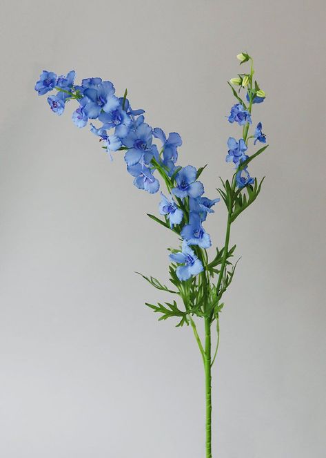 Vase Life: Varies greatly with species and postharvest care, from 3 or 4 days to 2 weeks. Artificial Wildflowers, Botanical Reference, Larkspur Flowers, Floral Reference, Larkspur Tattoo, Larkspur Flower, Delphinium Flowers, Blue Delphinium, Vase Blue