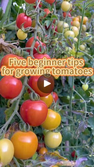 1.4K views · 22 reactions | 5 tips for growing tomatoes #tips #gardening | Ramos Mark | Ramos Mark · Original audio Tomato Farm, Tomatoes Garden, Tips For Growing Tomatoes, Gardening Planting, Christmas Vases, Porch Uk, Plant Hacks, Front Porch Ideas Curb Appeal, Front Porch Ideas For Mobile Homes