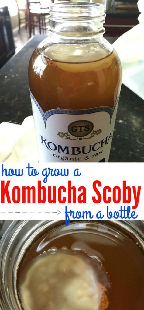 Making kombucha scoby from a bottle is so easy. With this foolproof method, you will have a perfect scoby to start making homemade kombucha. Grow a scoby from a bottle of kombucha. Making Kombucha, Make Your Own Kombucha, Diy Kombucha, Kombucha Flavors, Kombucha Scoby, How To Brew Kombucha, Homemade Kombucha, Kombucha Recipe, Fermented Tea