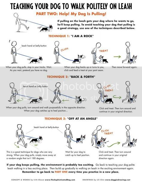 Malinois Training, Loose Leash Walking, Fu Dog, Dog Info, Dog Hacks, Dog Care Tips, Training Your Puppy, Dog Obedience, Obedience Training