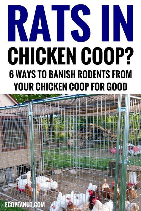 Chicken Coop Easy, Get Rid Of Rats, Raising Turkeys, Getting Rid Of Rats, Best Egg Laying Chickens, Egg Laying Chickens, Chicken Pen, Backyard Chicken Coop Plans, Backyard Chicken Farming