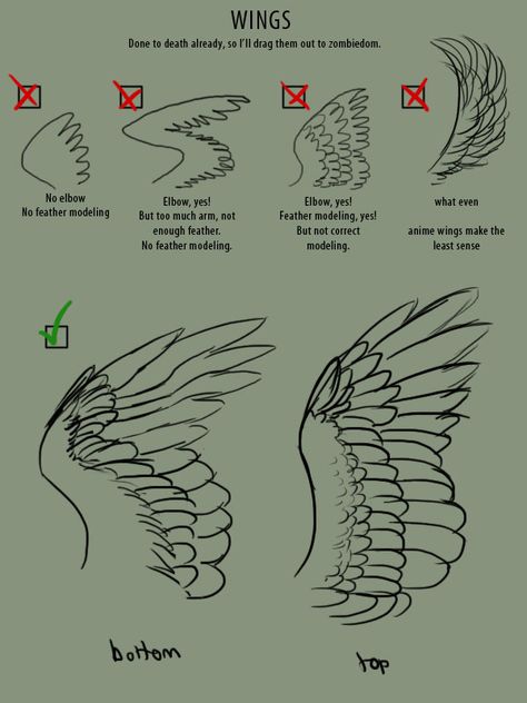 supaslim: “ here, have wings. Good Resources: Puget Sound Wing and Tail Collection (where all the wing images I used came from) Origin of Flight in Birds Animating Bird Flight (great resource for ALL... Bird Tail Drawing Reference, How To Draw Winged People, Wings How To Draw, Birds Wings Drawing, Bird Tail Reference, Bird Tail Drawing, Drawing Wings On People, Feathers Reference, Feathered Wings Drawing