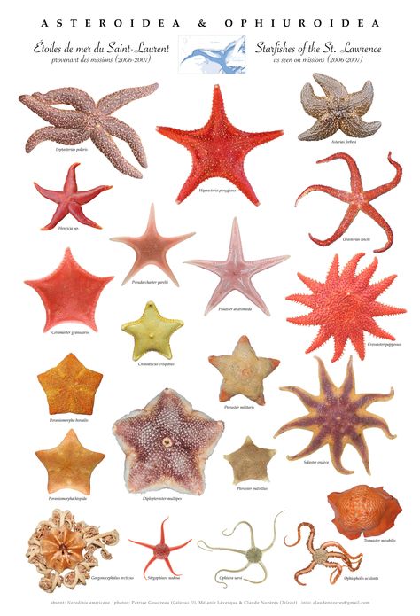 St. Lawrence sea star poster Oceancore Room, Types Of Starfish, Starfish Species, Oceanography Marine Biology, Marine Poster, Beach Core, Biology Poster, Animal Infographic, Sea Stuff