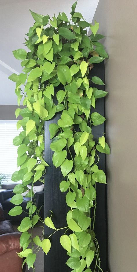 Home Office Amazon, Greenhouse Home, Plant Goals, Grow Lights For Plants, Plant Hacks, Diy Plant Hanger, Inside Plants, Pothos Plant, Growing Plants Indoors