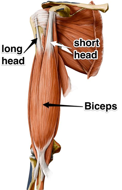 biceps brachii muscle yoga anatomy Bicep Anatomy, Anatomy Shoulder, Biceps Brachii Muscle, Biceps Muscle, Muscles Anatomy, Muscle Diagram, Bigger Biceps, Arm Anatomy, Human Muscle Anatomy