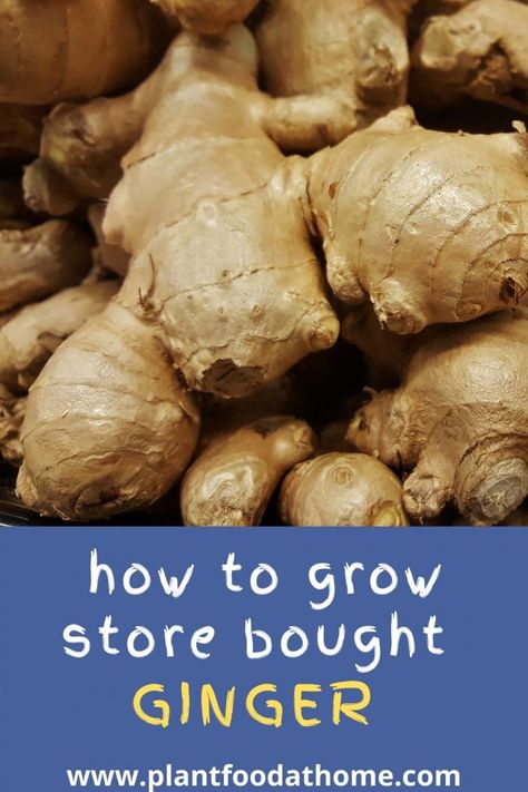 Growing Ginger Indoors, Growing Cilantro, Ginger Rhizome, Growing Ginger, Ginger Plant, Home Kitchen Ideas, Organic Mulch, Vegetable Garden Diy, Kitchen Ideas Modern