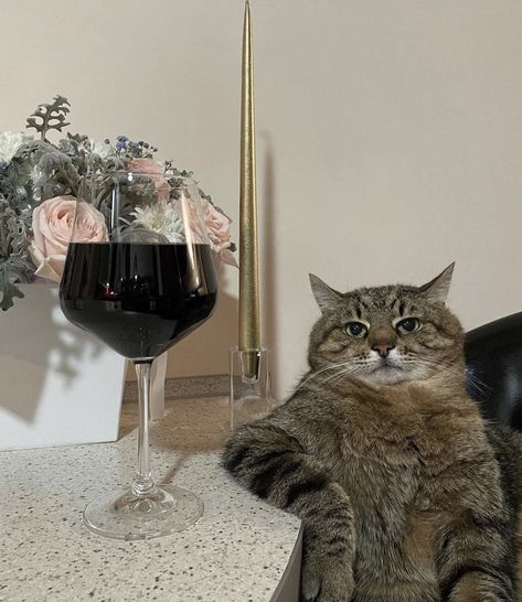 R👗 on Twitter: "my new favourite pic ever… " Cat Wine, Cat Drinking, Unique Cats, Silly Cats, Tabby Cat, Wine Drinks, Britney Spears, Cat Pics, Cat Memes