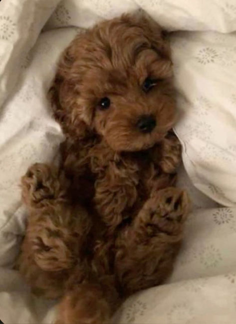 Mini Doodle Puppy, Fluffy Small Dogs, Dog Teddy Bear Haircut, Maltipoo Puppy Brown, Dogs Astethic, Cavapoo Mini, Micro Labradoodle, Teacup Maltipoo Puppy, Mini Cavoodles