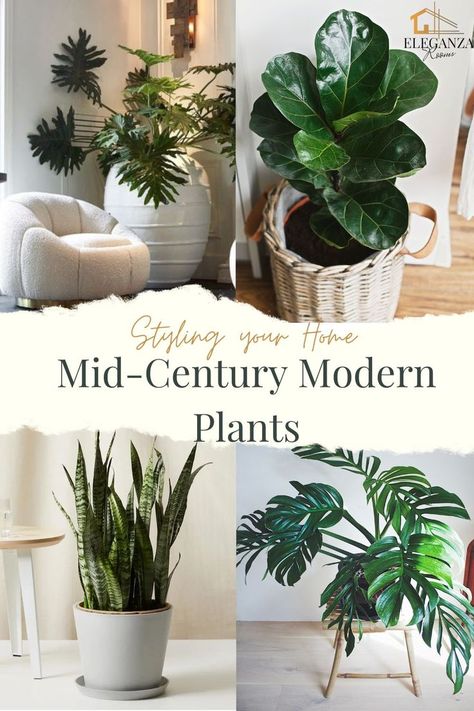 Modern house plants; Plants that produce the most oxygen; raven zz plant; love plants; summer indoor plants; big leaf indoor plants; Rare house plants; homegrown plants; Large low light indoor plants; Types of indoor plants; best oxygen indoor plants; plant décor; ideas how to arrange plants in living room; mid century modern plants;  Trending house plants Zz Plant Decor, Modern House Plants, Big Leaf Indoor Plant, Modern Midcentury Home, Raven Zz Plant, Rare House Plants, Interior Styles Guide, Mid Century Modern Accessories, Big Indoor Plants