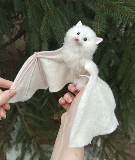 Animals Are Best Friends! | How totally beautiful is this albino bat | Facebook Albino Oc, Albino Bat, Bat Creature, Bat Aesthetic, Albino Cat, Bat Cute, White Bats, Fox Bat, Rare Albino Animals