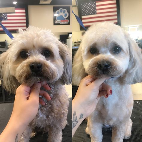 Dog Grooming before and after Before And After Dog Grooming, Long Hair Dog Grooming Styles, Cockapoo Grooming, Havanese Haircuts, Dog Grooming Diy, Pet Grooming Business, Puppy Haircut, Small Dog Accessories, Grooming Ideas