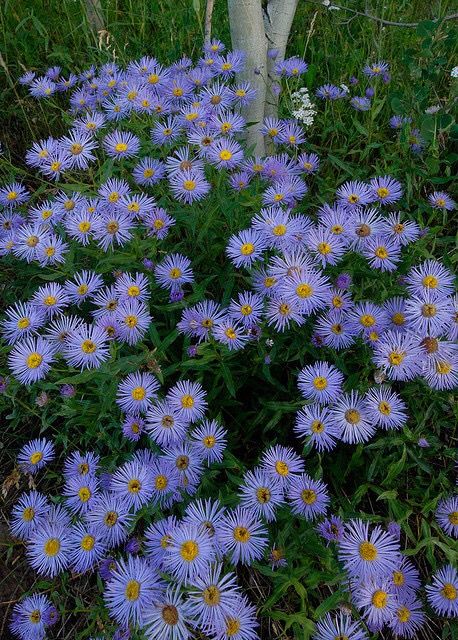 Meadow Garden, Colorado Flowers, Colorado Wildflowers, Aster Flower, Wildflower Garden, Forest Flowers, Landscape Ideas, Types Of Flowers, Nice Things