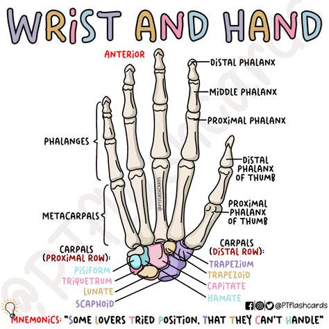 (1) PT flashcards på X: «Wrist and Hand: Carpal bones in the wrist ❤️ Reference: Tortora, Gerard J., and Bryan Derrickson. Principles of Anatomy and Physiology. 12th ed, John Wiley & Sons, 2010. #Anatomy #PhysicalTherapy #PTknows #PTstudygram #MedicalFacts #Studygram #PTreviews #Medicine #medstudent https://t.co/FJldgrr4zH» / X Wrist Bones Anatomy, Wrist And Hand Anatomy, Anatomy Of A Hand, Bone And Muscle Anatomy, Anatomy Bones Studying, Anatomy Memorization Tips, Wonderlic Study Guides, Anatomy And Physiology Notes Integumentary System, Study Tips For Anatomy And Physiology