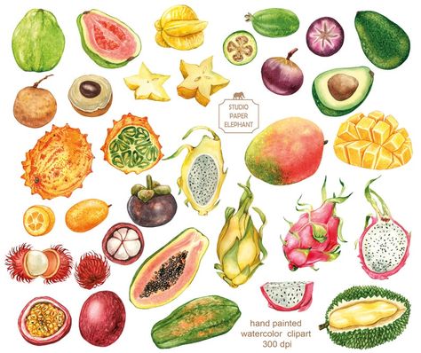 Tropical Fruit Tattoo, Tropical Fruit Painting, Passion Fruit Painting, Passion Fruit Art, Tropical Fruits Illustration, Guava Watercolor, Passion Fruit Illustration, Mango Watercolor, Rambutan Fruit