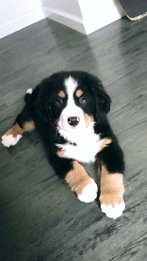 Bernese Mountain Dogs, Burmese Mountain Dogs, Cele Mai Drăguțe Animale, Psy I Szczenięta, Super Cute Puppies, Cute Dogs Breeds, Baby Animals Pictures, Cute Little Puppies