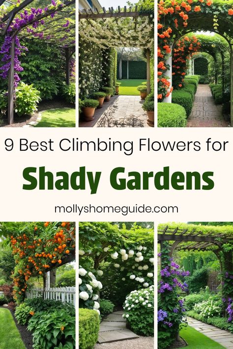 Discover a variety of beautiful climbing plants that thrive in shady spots. From stunning flowering vines to shade-loving climbers, find the best options for adding vertical interest to your garden. Whether you're looking for the best climbing flowers for shade or trellis plants to decorate your pergolas, there are plenty of options to choose from. Create a lush and welcoming outdoor space with these top picks of climbing plants for shade. Garden Trellis Plants, Trellis Ideas For Shade, Garden Vines Trellis, Creeping Flowers Wall, Climbing Flowers For Shade, Pergola Plants Vines, Climbing Shade Plants, Flowers On Trellis, Climbing Plants For Shade