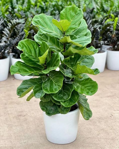 Fiddle Leaf Fig Tree Care Tips For Beginners Fiddle Leaf Tree Care, Fig Plant Indoor, Fig Tree Care, Indoor Fig Trees, Fiddle Leaf Plant, Fig Leaf Tree, Office Tree, Fiddle Leaf Fig Care, Fiddle Fig Tree