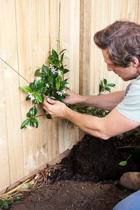 How to make a pretty wire trellis for your garden | Better Homes and Gardens Garden Wire Trellis, Garden Wall Decoration Ideas Outdoor, Jasmine Wire Trellis, Diamond Vine Trellis, Jasmine Climber Trellis, Jasmine Espalier Wall, Trellis For Climbing Plants, Climbing Plant Wall Outdoor, Vine On Brick Wall