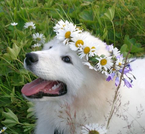 Garden Friends, Daisy Dog, Samoyed Dogs, Pet Style, Dog Rules, Dog Flower, Dog Boarding, Sweet Animals, Baby Dogs