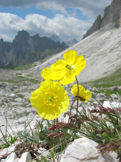 Alpine Flowers, Rock Flowers, Bloom Where Youre Planted, Flower Close Up, Alpine Plants, Miniature Plants, Flower Landscape, Beautiful Places Nature, Botanical Flowers